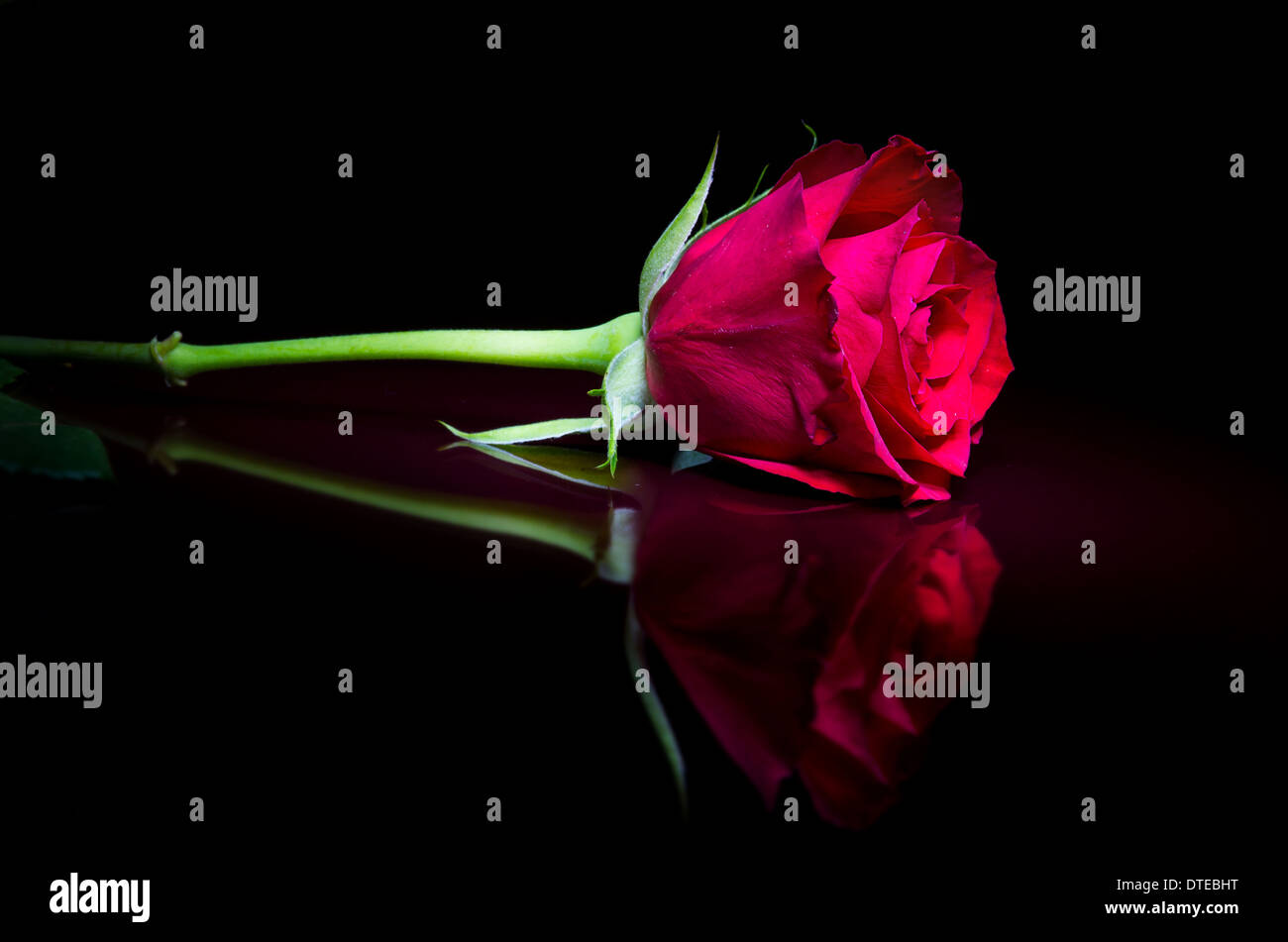 Die Valentine einzelne rote Rose. Schön einfach, romantisch und minimale Porträt dieser wunderschönen Blume. Stockfoto