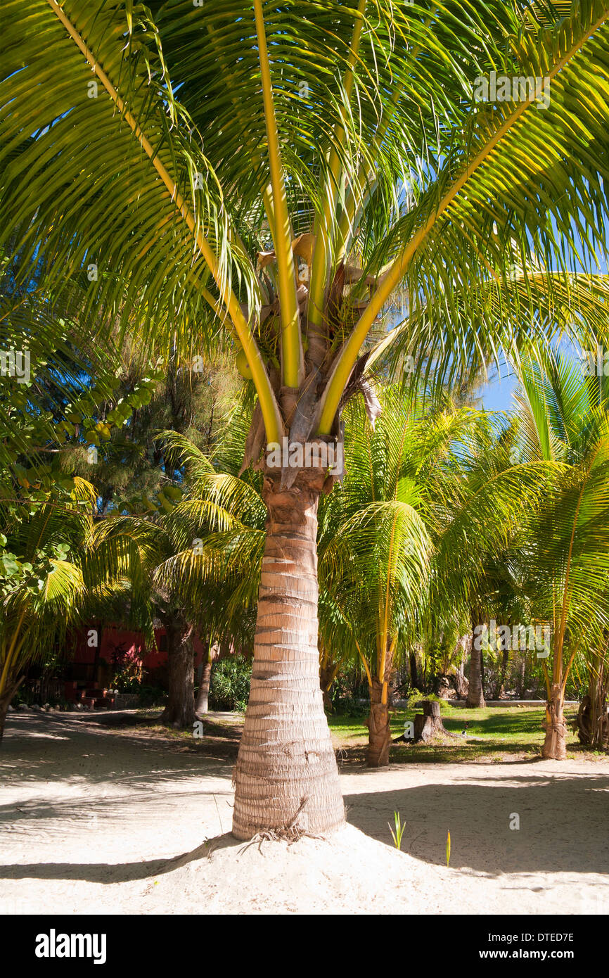Kokospalme, Isla Holbox, Mexiko. Stockfoto