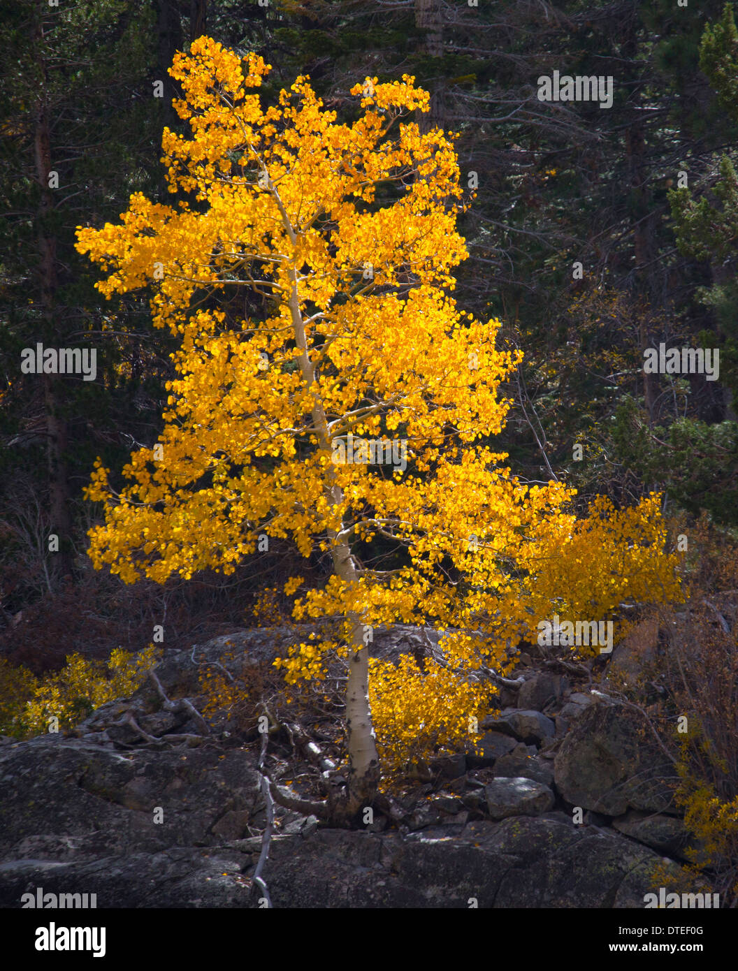 Goldene Espenbaum in Lundy Canyon, östlichen Berge der Sierra Nevada Stockfoto