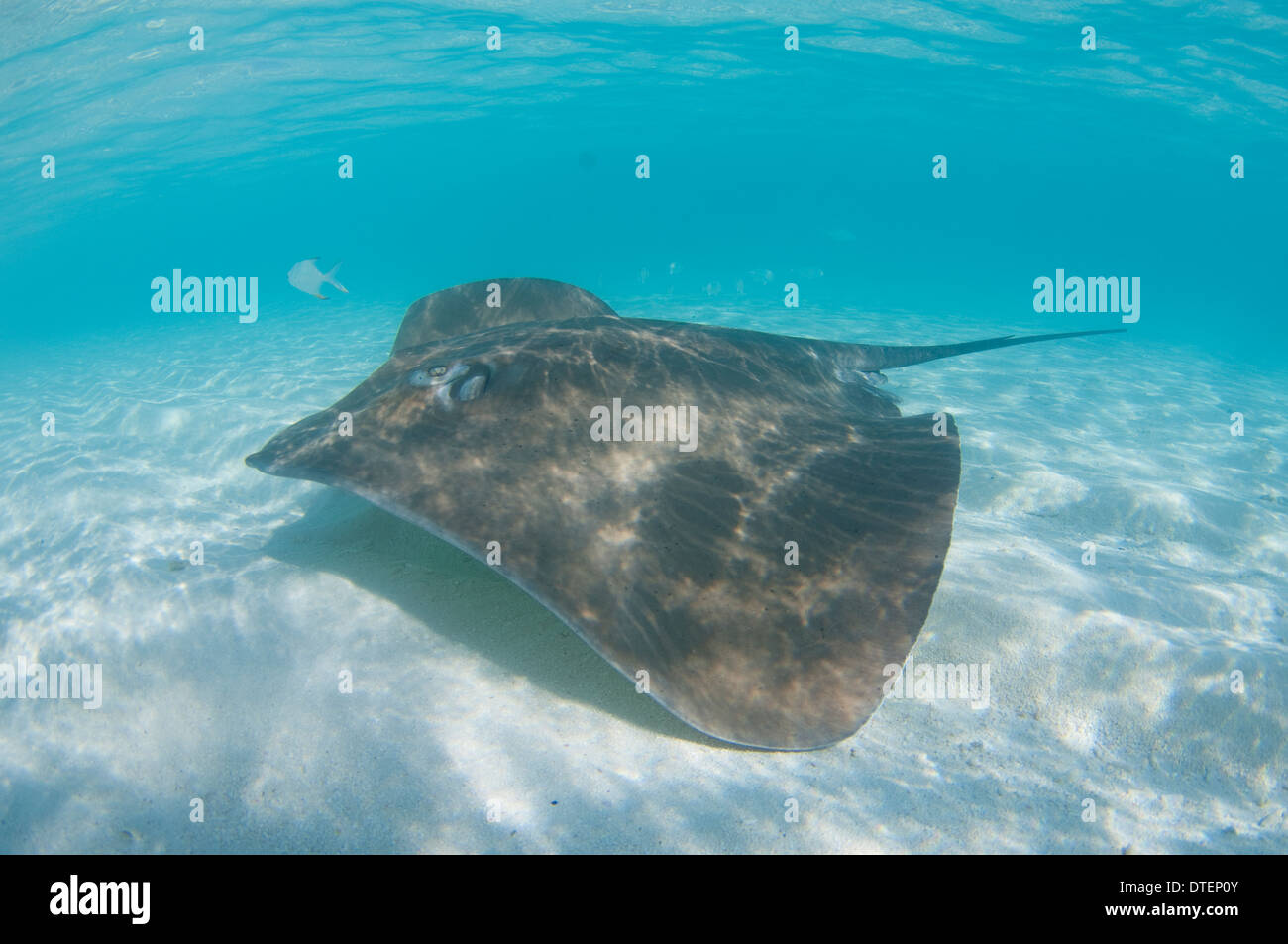 Rosa Whipray, Himantura Fai, Banyan Tree, Vabbinfaru, Nord Male Atoll, Malediven Stockfoto