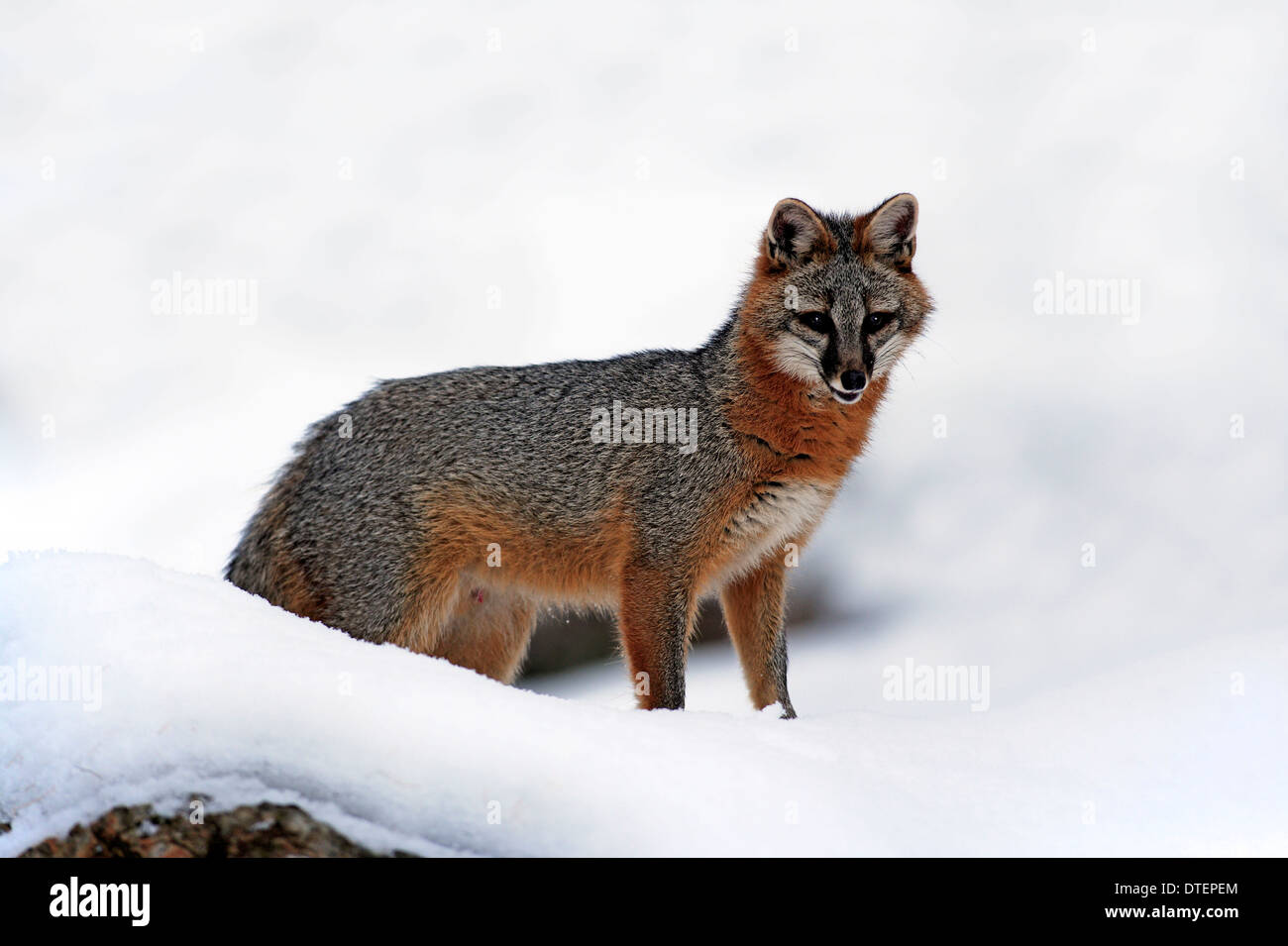 Grauer Fuchs, Montana, USA / (Urocyon Cineroargenteus) Stockfoto