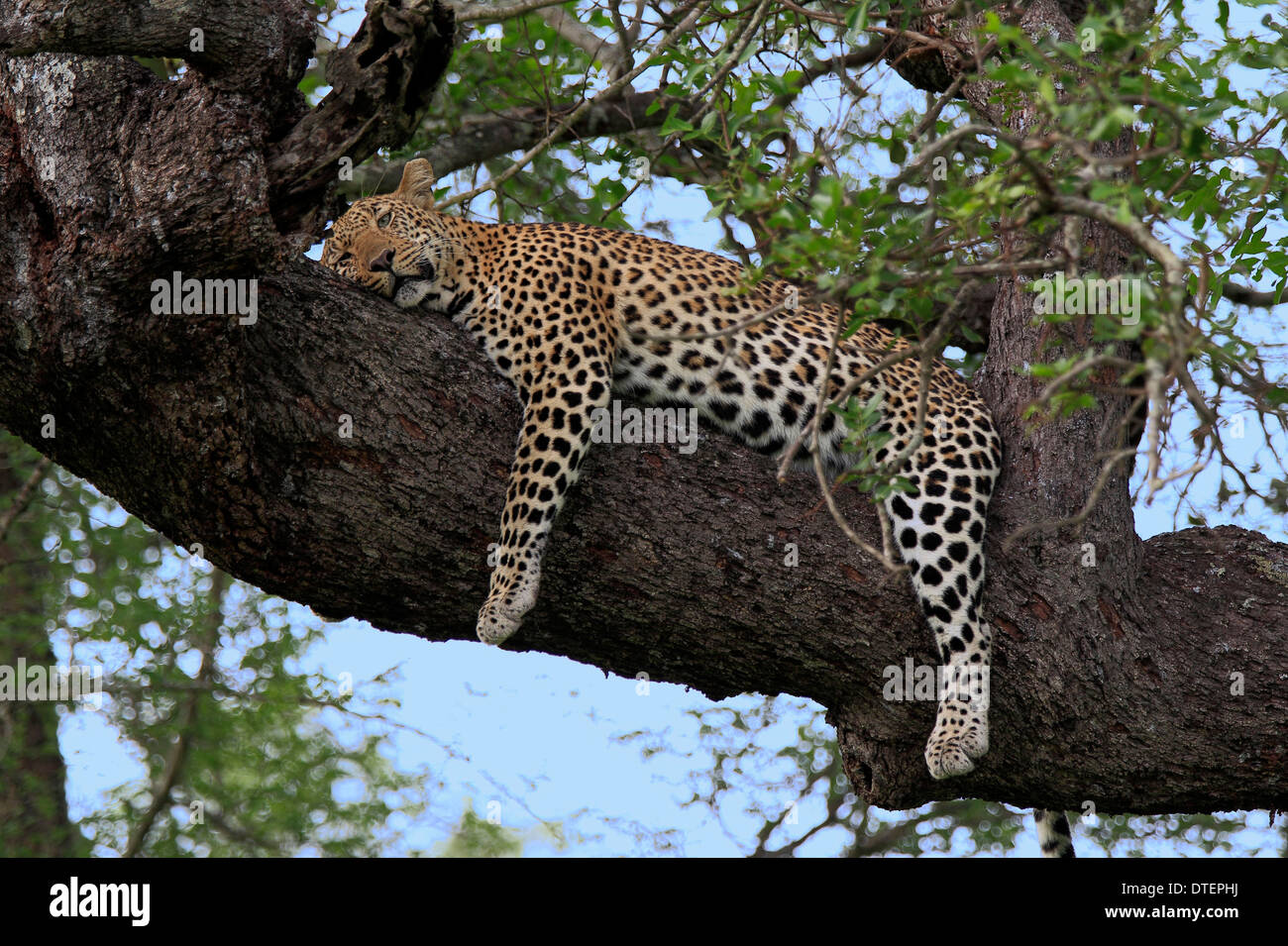 Afrikanischen Leoparden ruht auf Baum, Sabi Sabi Game Reserve, Krüger Nationalpark, Südafrika / (Panthera Pardus) Stockfoto