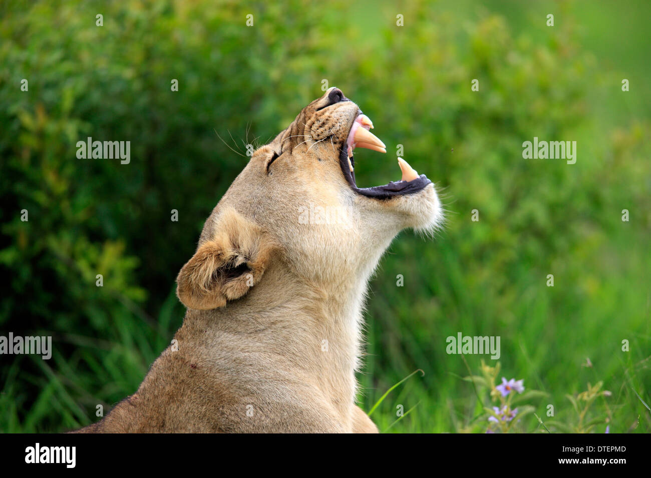 Afrikanischer Löwe, Löwin, Sabi Sabi Game Reserve, Krüger Nationalpark, Südafrika / (Panthera Leo) Stockfoto