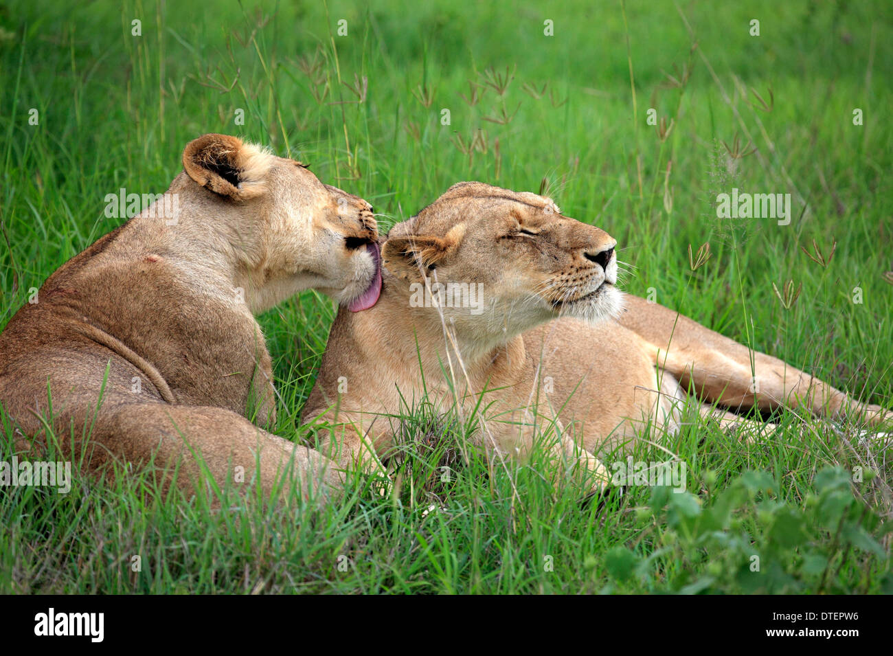 Afrikanische Löwen, Löwinnen, Sabi Sabi Game Reserve, Krüger Nationalpark, Südafrika / (Panthera Leo) Stockfoto