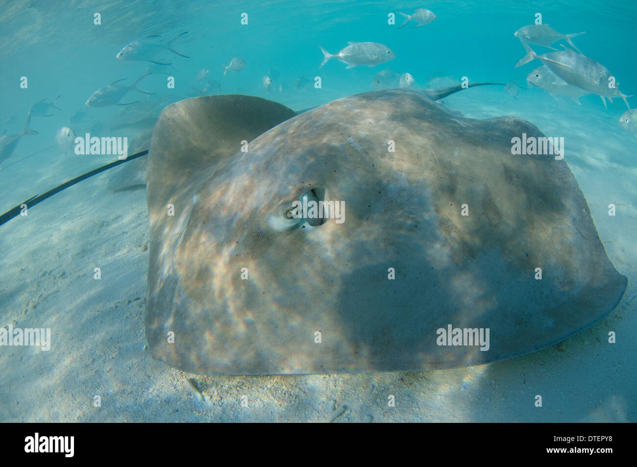 Rosa Whipray, Himantura Fai, Banyan Tree, Vabbinfaru, Nord Male Atoll, Malediven Stockfoto