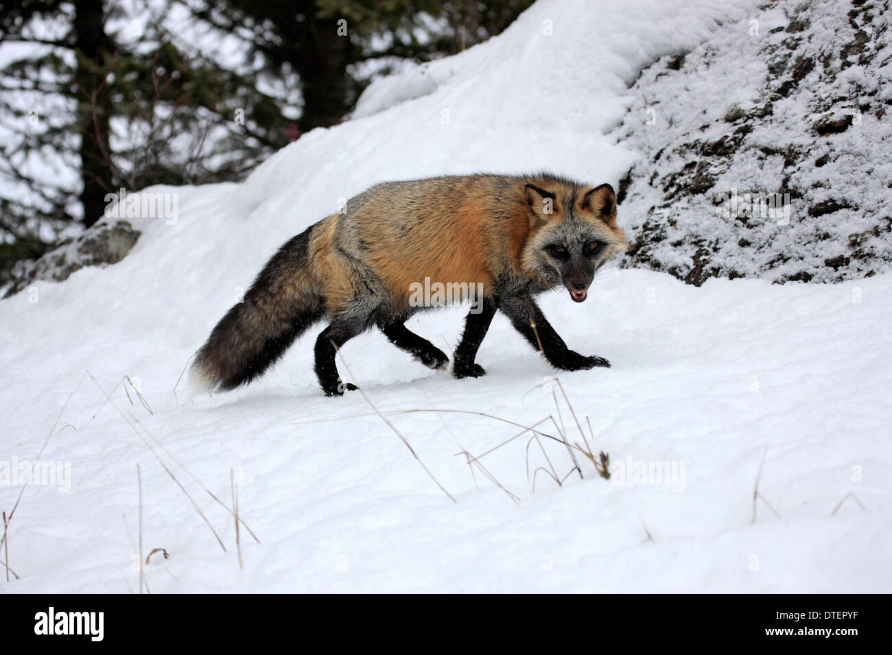 American Red Fox, Montana, USA / (Vulpes Vulpes Fulva) Stockfoto