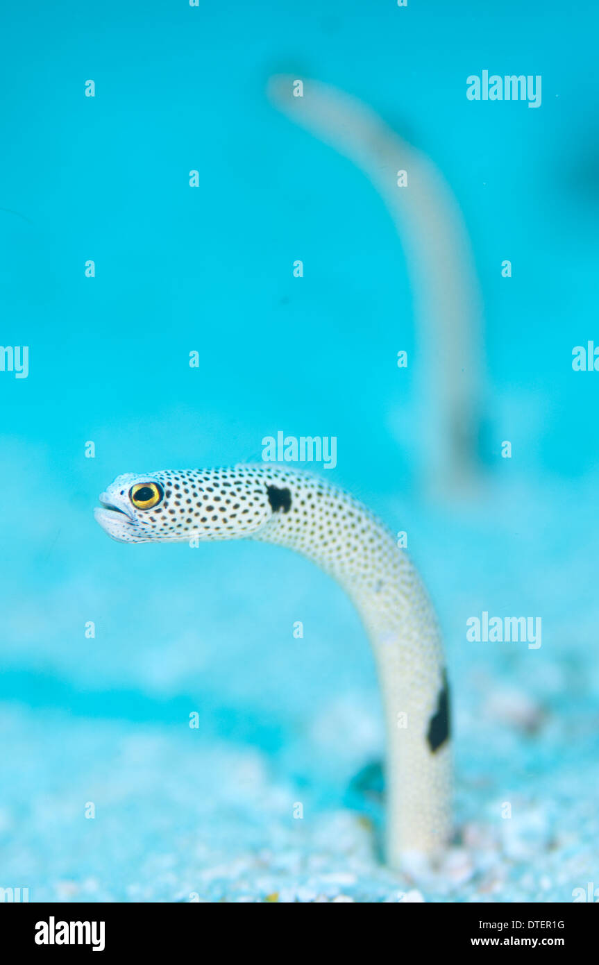 Gefleckte Garten Aal, Heteroconger Hassi, Malediven Stockfoto