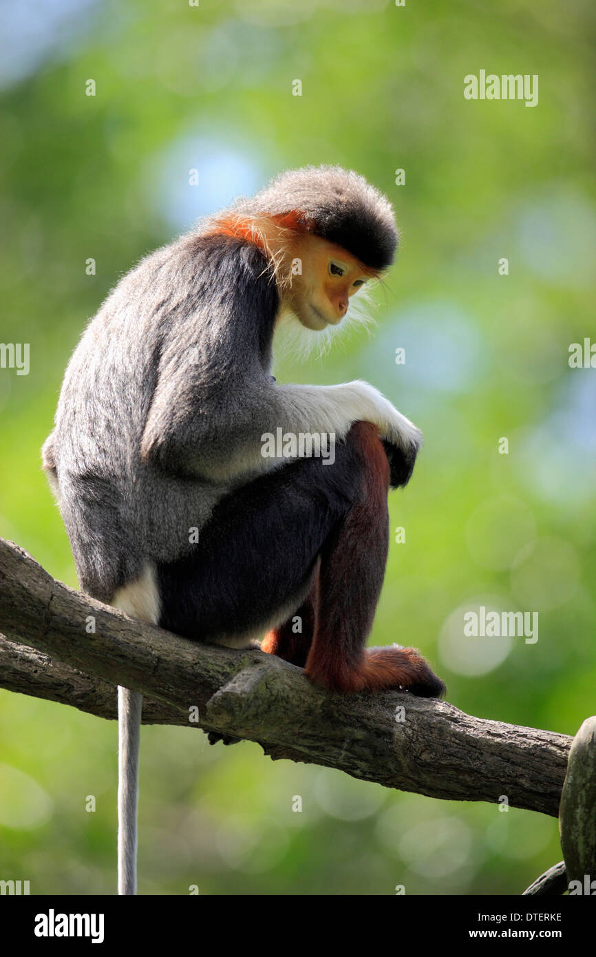 Rot-Schaft-Douc Languren / (Pygathrix Nemaeus) Stockfoto