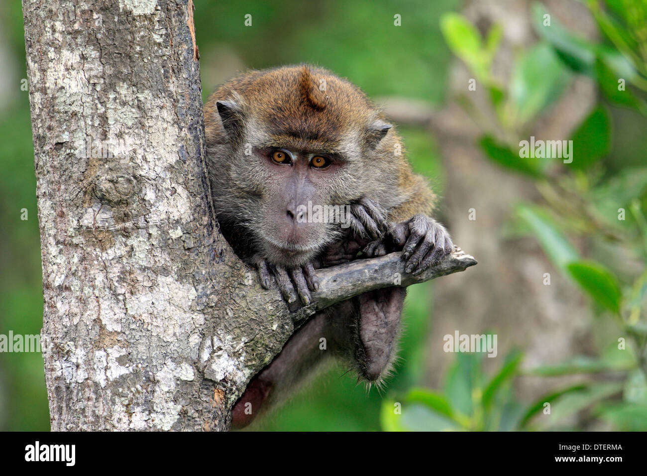 Long-Tailed Macaque, Labuk Bay, Sabah, Borneo, Malaysia / (Macaca Facicularis) / Krabben essen Makaken Stockfoto