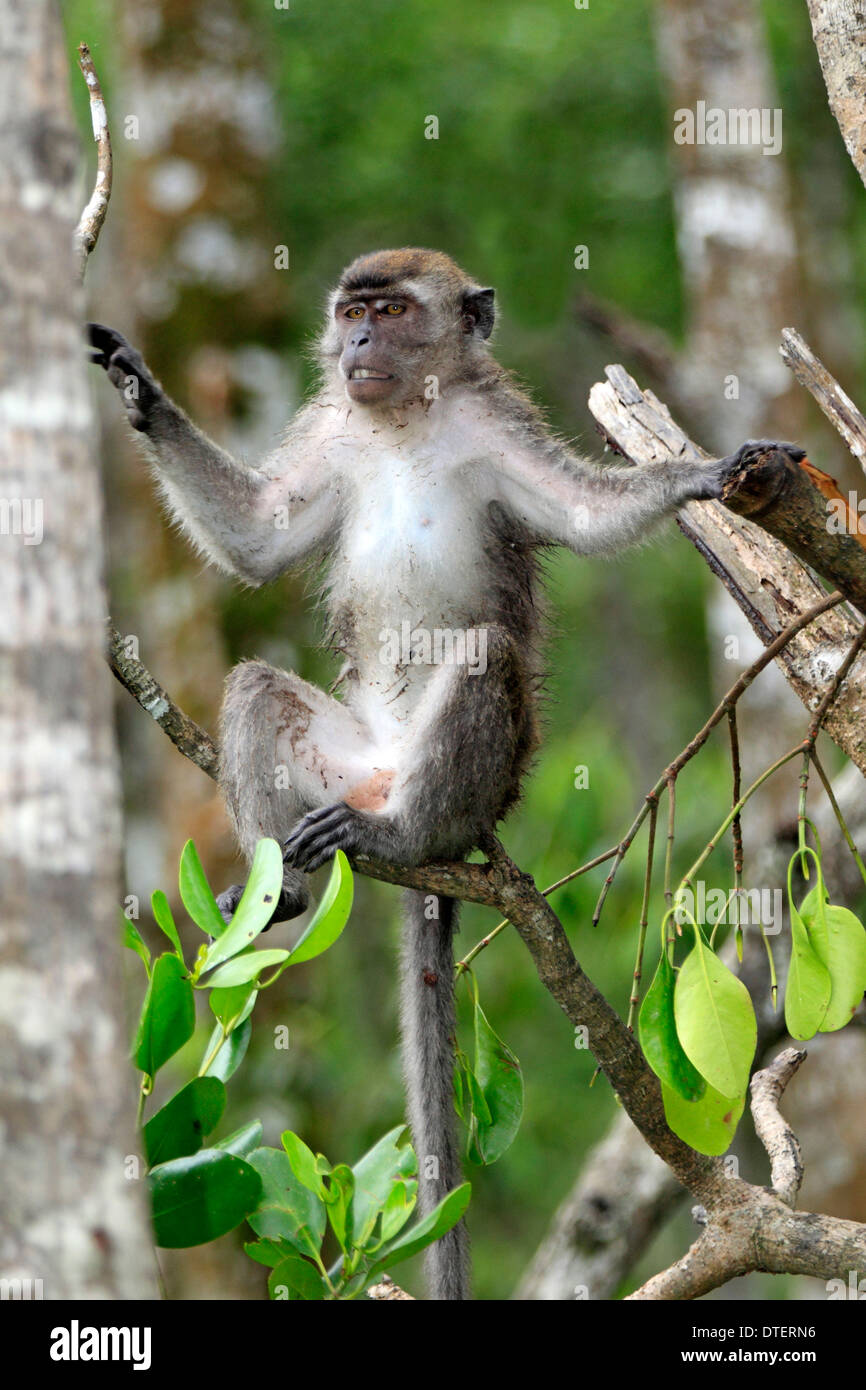 Long-Tailed Macaque, Labuk Bay, Sabah, Borneo, Malaysia / (Macaca Facicularis) / Krabben essen Makaken Stockfoto