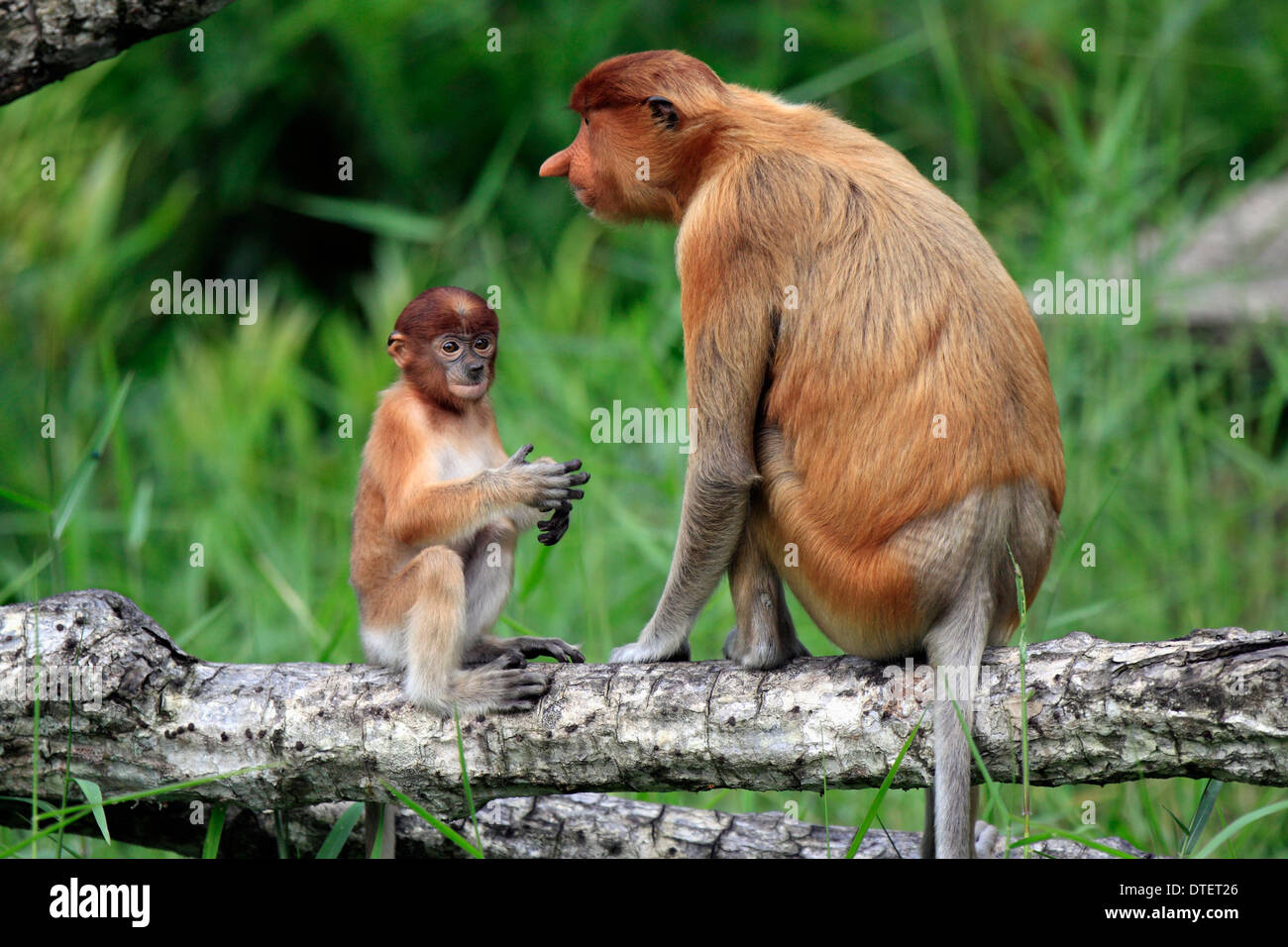 Nasenaffen, Weibchen mit jungen, Labuk Bay, Sabah, Borneo, Malaysia / (Nasalis Larvatus) Stockfoto