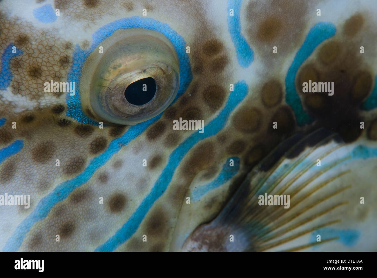 Detail des Auges des gekritzelt Feilenfisch, Aluterus Scriptus, Süd-Malé-Atoll, Malediven Stockfoto