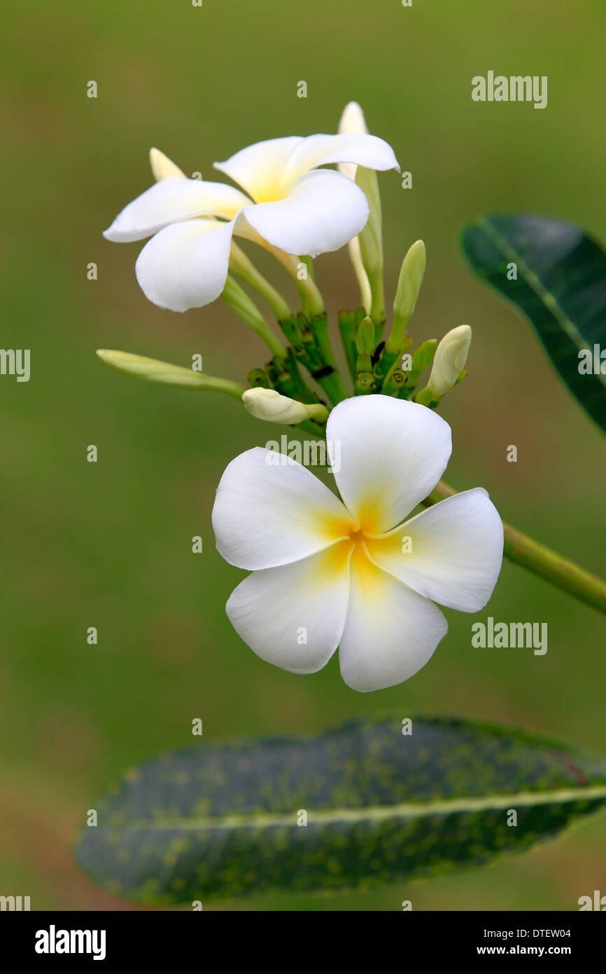 Weißen Frangipani, Kota Kinabalu, Sabah, Borneo, Malaysia / (Plumeria Pudica) Stockfoto