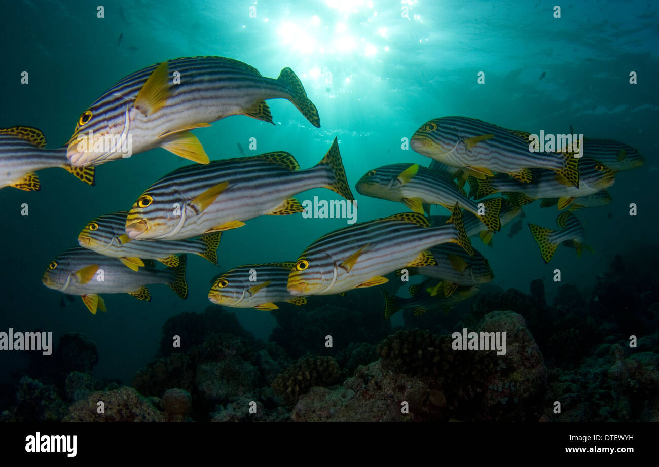 Schule der orientalischen Süßlippen, Plectorhinchus Vittatus, Malediven Stockfoto