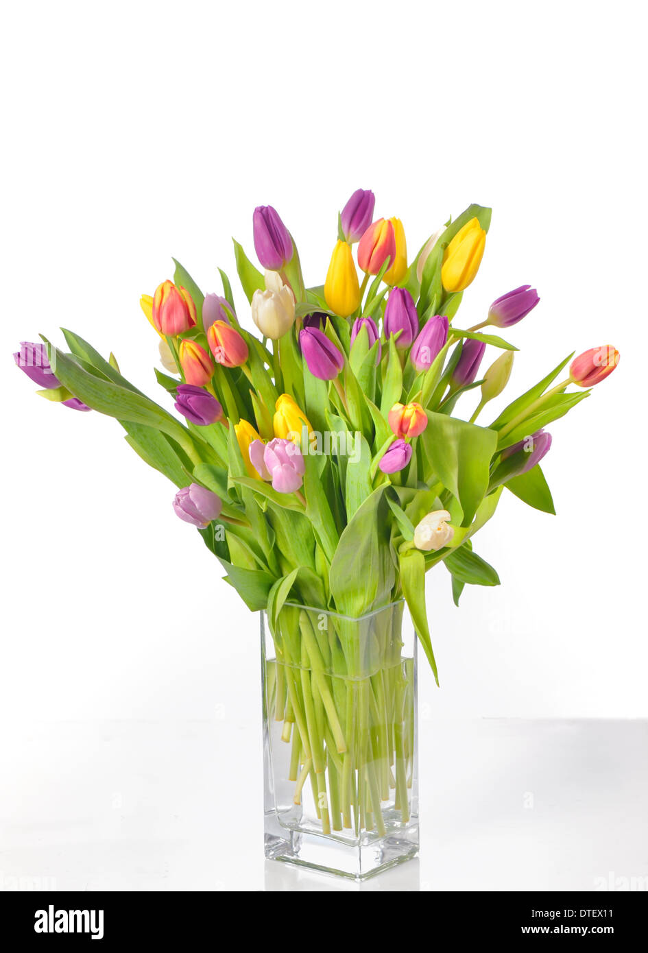 Vase mit Tulpen isoliert auf weißem Hintergrund Stockfoto