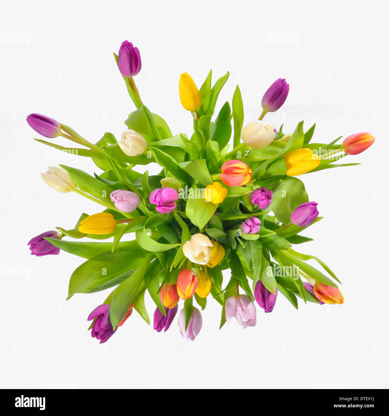 Strauß Bunte Tulpen auf weißem Hintergrund Stockfoto