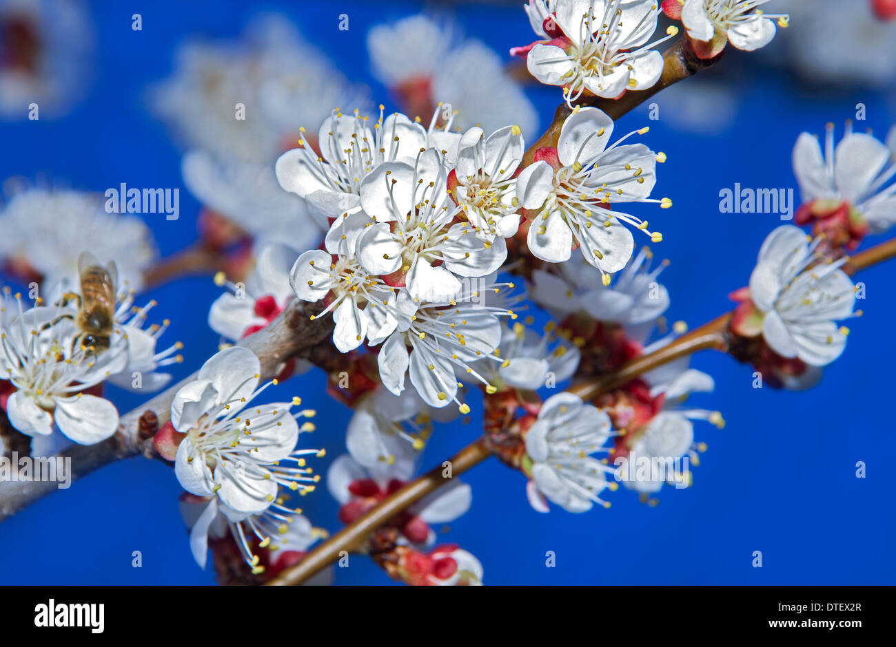 Aprikosenbaum Blüte Blume am blauen Himmel Stockfoto