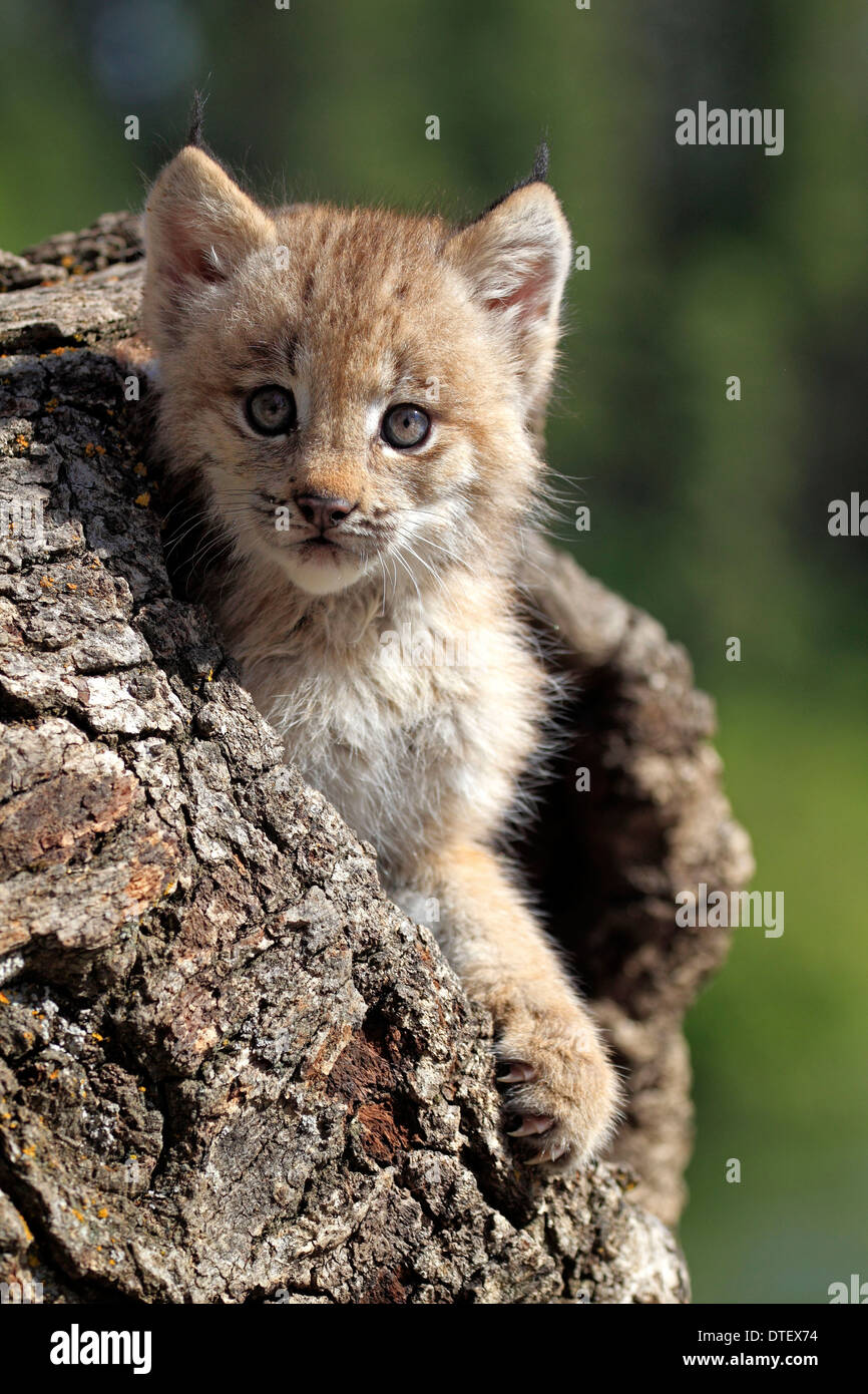 Kanadischer Luchs, Cub, 8 Wochen / (Lynx Lynx Canadensis, Felis Lynx Canadensis) / Silver Lynx Stockfoto
