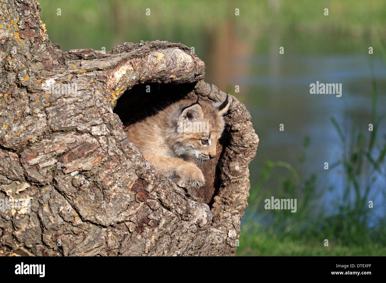 Kanadischer Luchs, Cub, 8 Wochen / (Lynx Lynx Canadensis, Felis Lynx Canadensis) / Silver Lynx Stockfoto