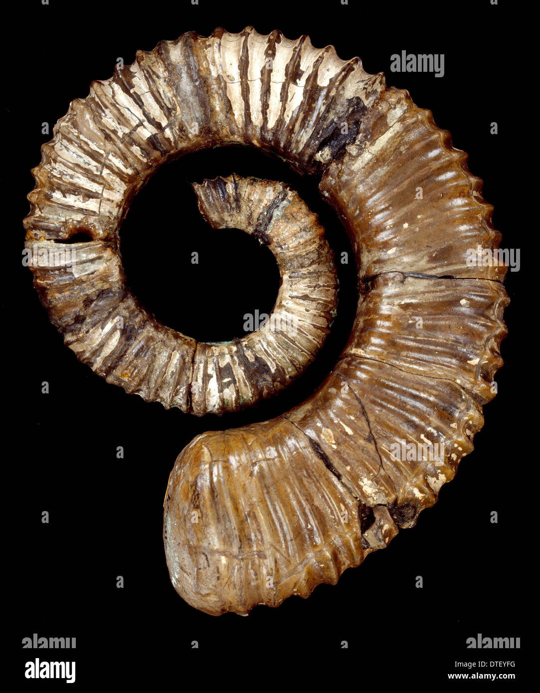 Aegocrioceras Quadratus, Ammoniten Stockfoto