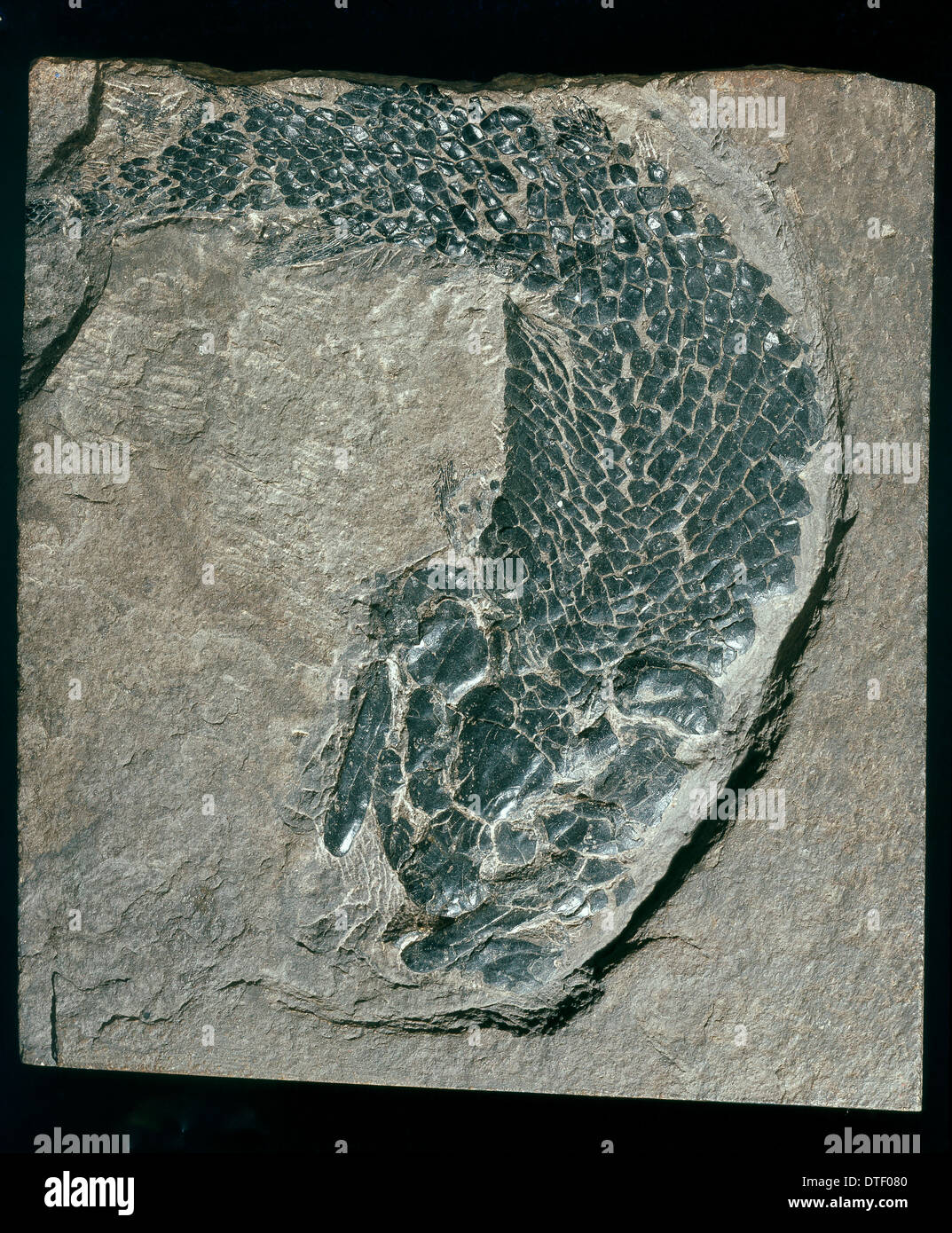 Thursius Pholidotus, fossilen Fischen Stockfoto