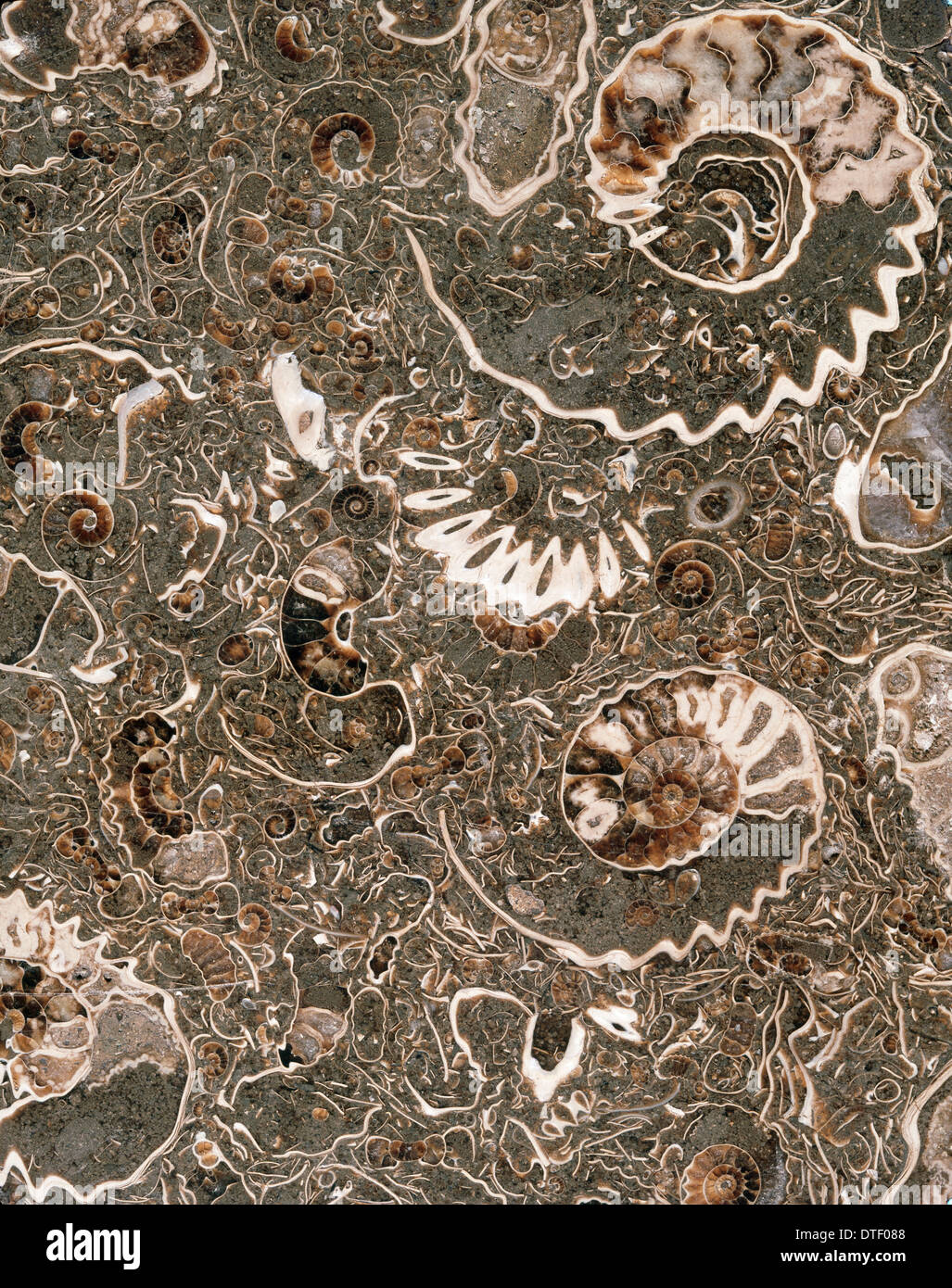 Ammoniten-Marmor Stockfoto