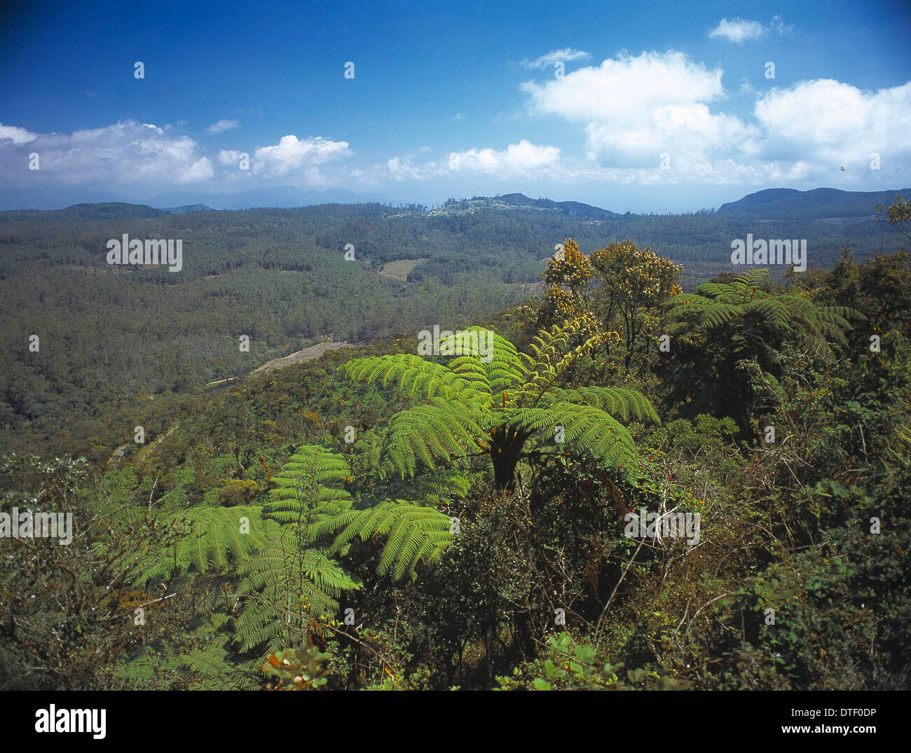 Horton Plains Nationalpark, Sri Lanka Stockfoto