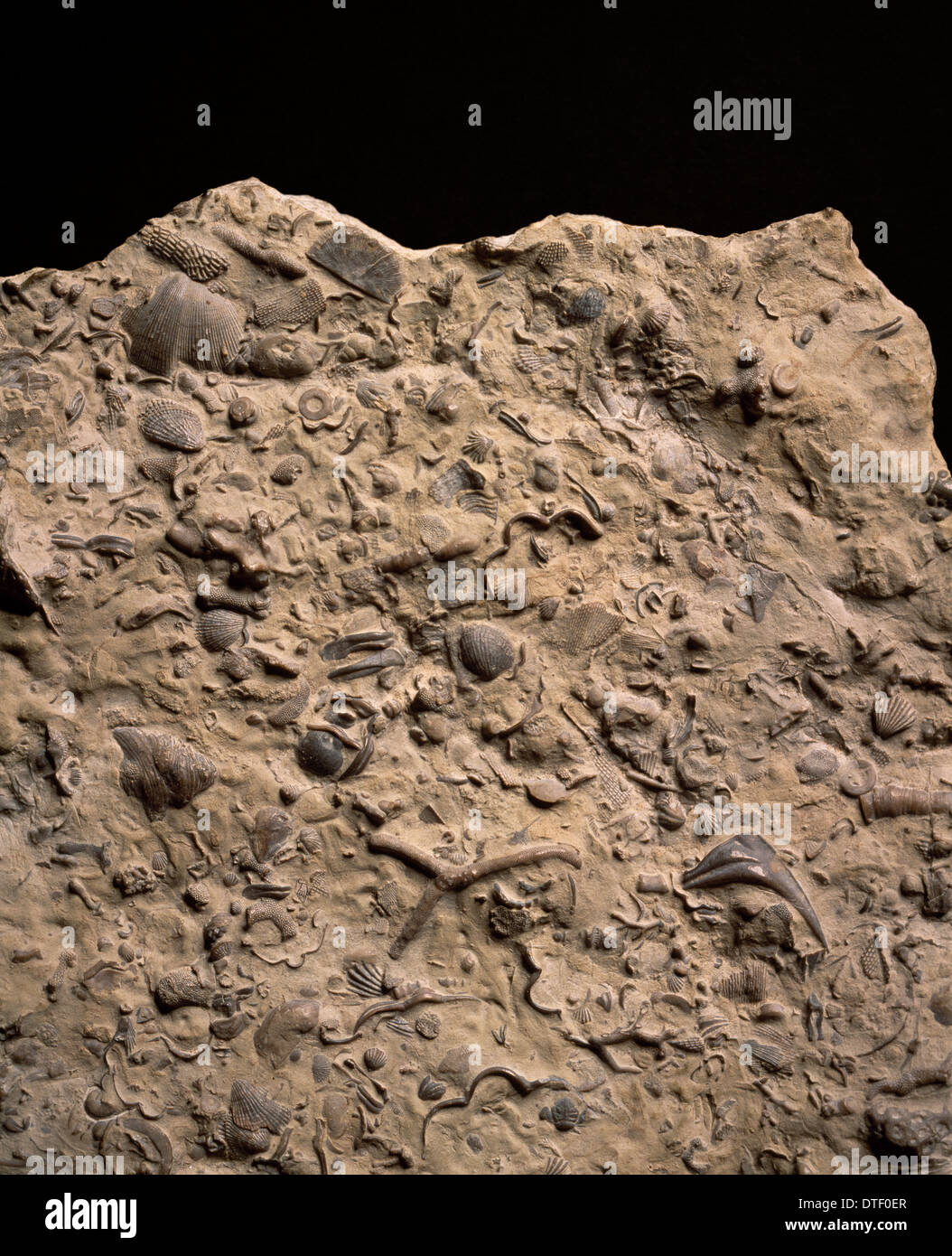 Fossilführenden Kalkstein Stockfoto