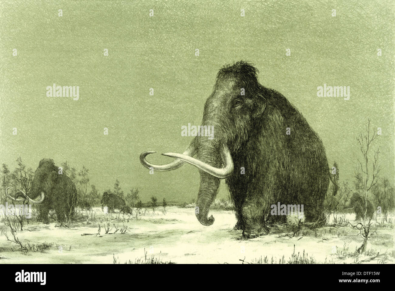 Wollige Mammut Stockfoto