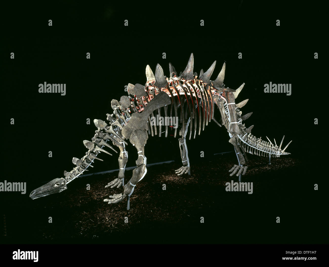Tuojiangosaurus; Chinesischen Dinosaurier-Skelett Stockfoto