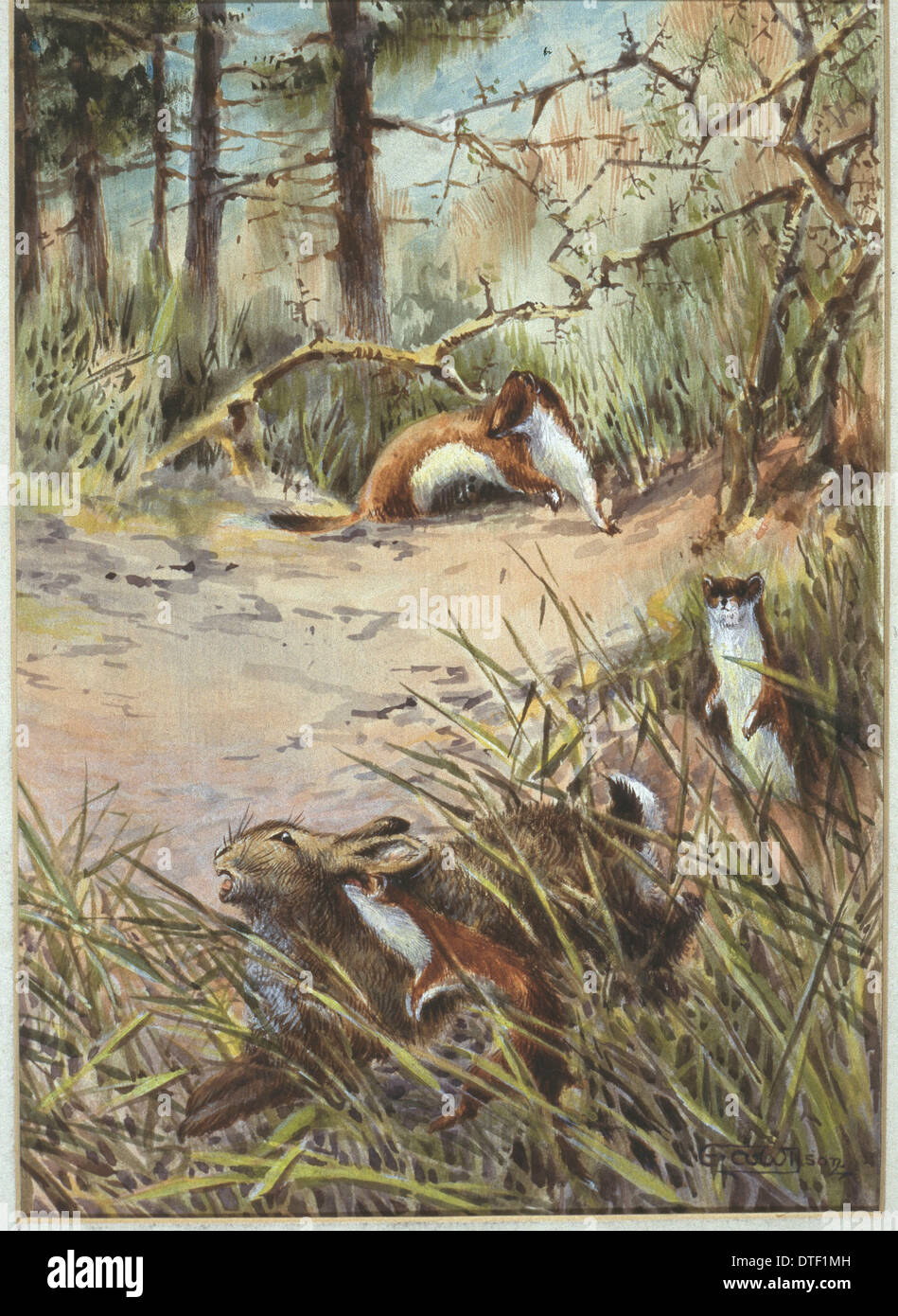 Mustela Erminea, Hermelin und Oryctolagus Cuniculus, Europäische Kaninchen Stockfoto