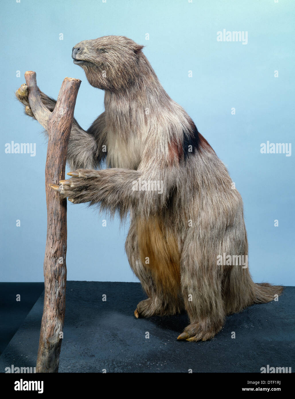 Megatherium, riesigen Boden Faultier Stockfoto