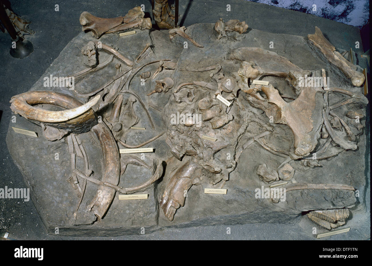 Mammuthus Primigenius, wollige Mammut Stockfoto