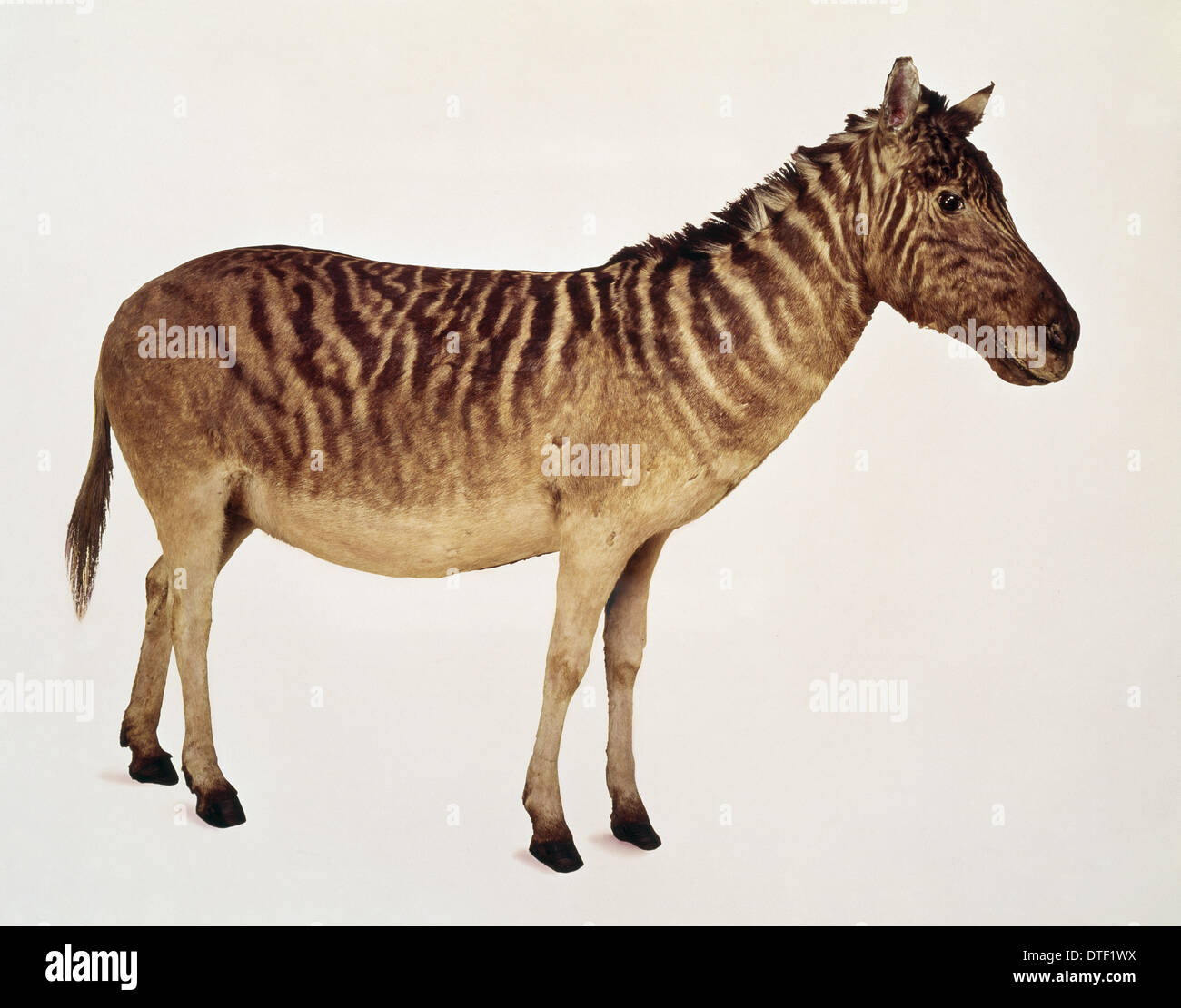 Equus Quagga quagga Stockfoto