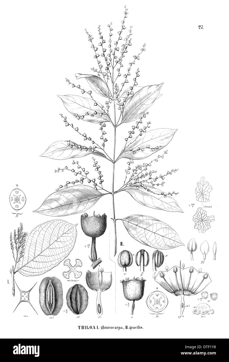 Thiloa Glaucocarpa und Thiloa gracilis Stockfoto