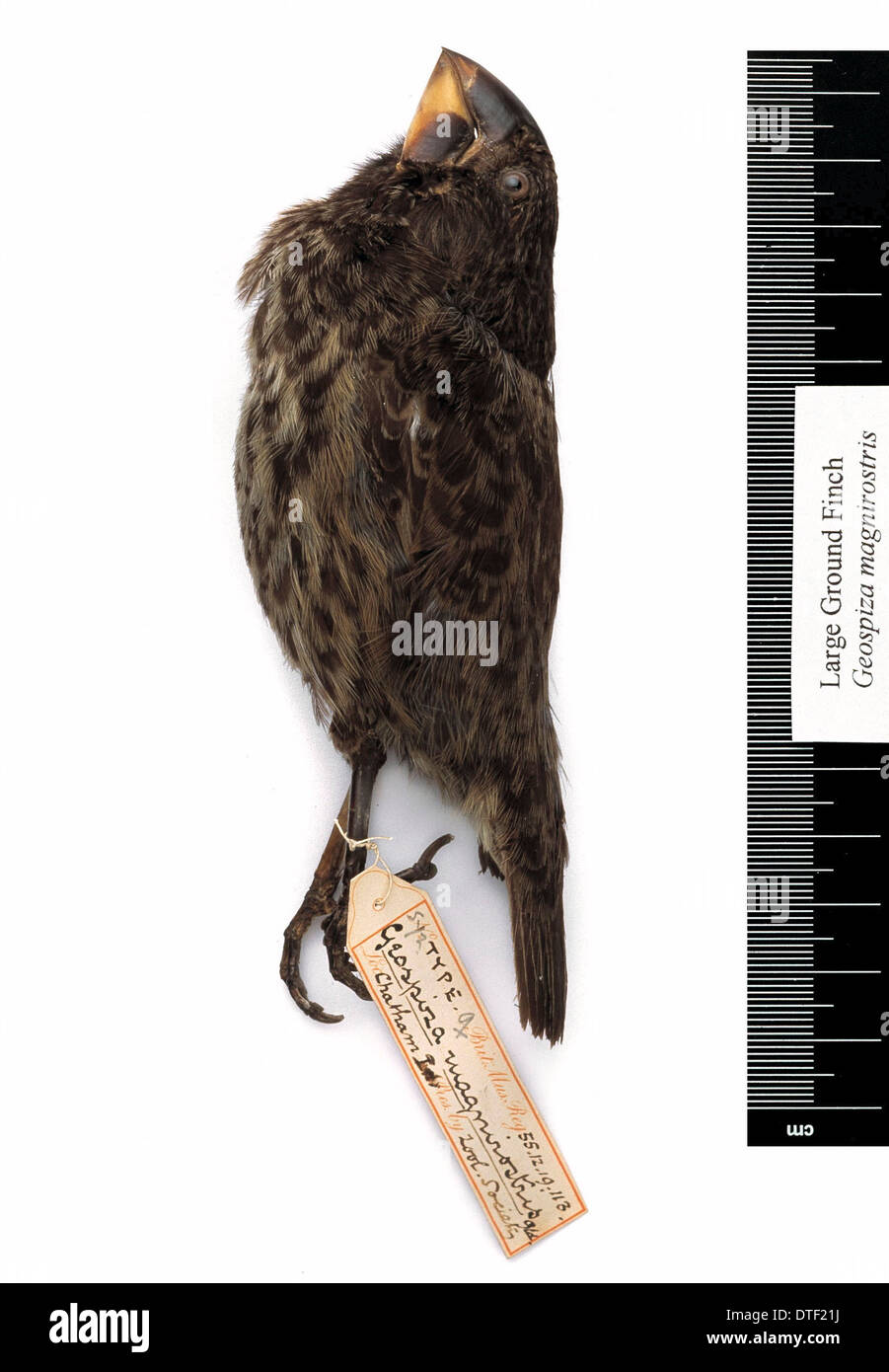 Geospiza Magnirostris, große Boden finch Stockfoto