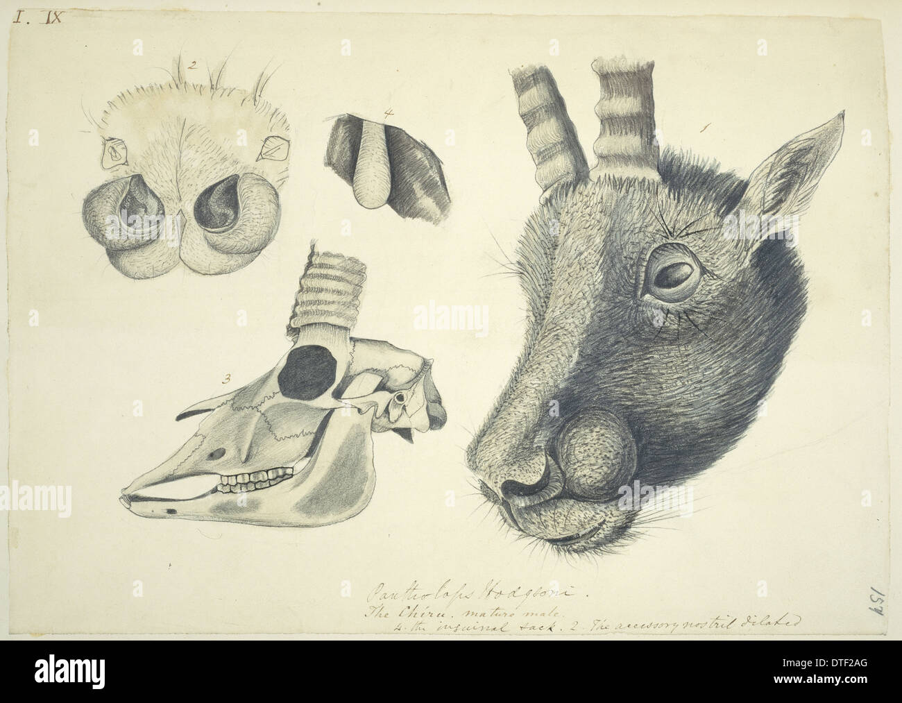 Pantholops Hodgsonii, chiru Stockfoto