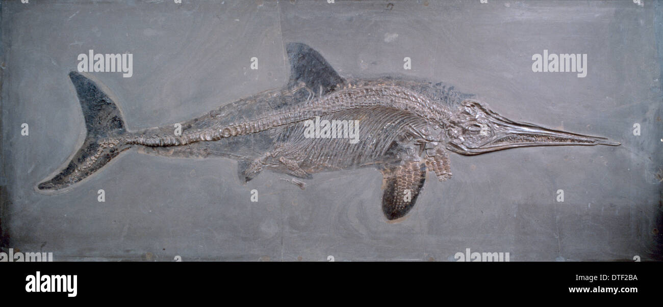 Ichthyosaurus acutirostris Stockfoto