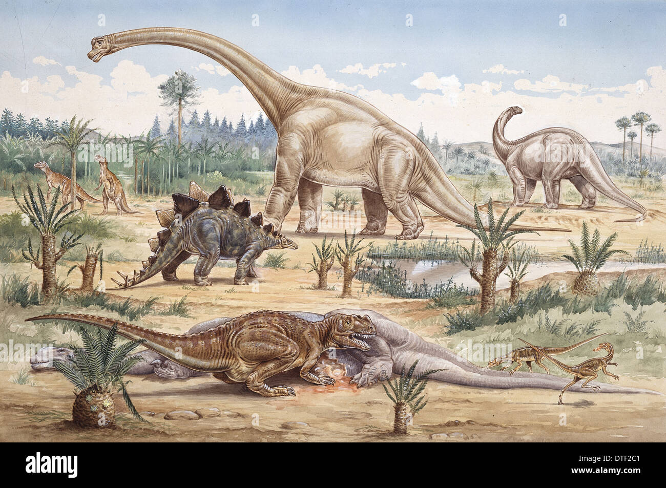 Ceratosaurus, Coelurosaurier, Camptosaurus, Stegosaurus, Brachiosaurus