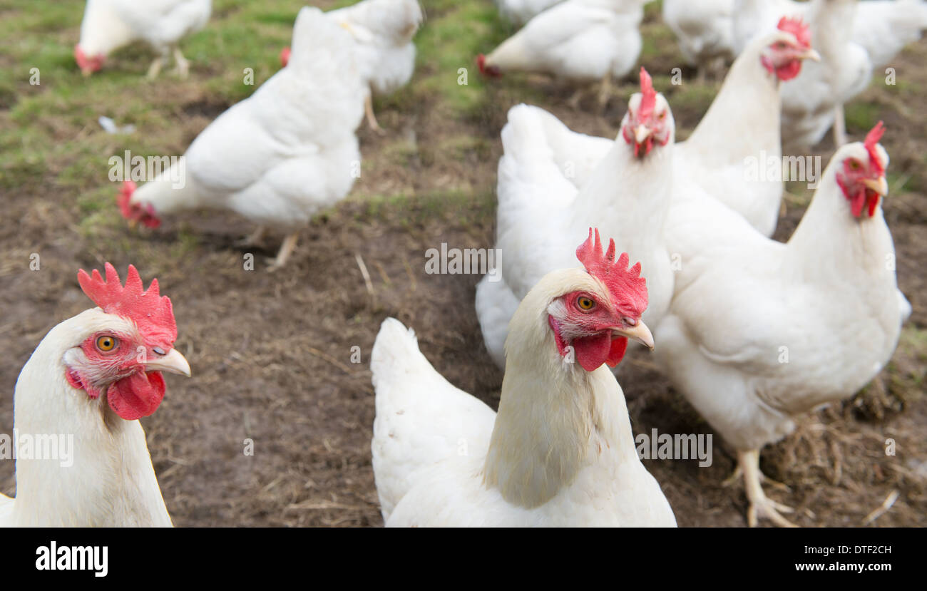 Mehrere weiße Huhn zu Fuß auf der Wiese Stockfoto