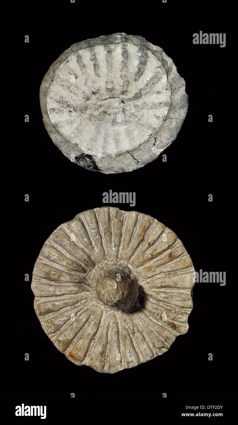 Coeloptychium Agaricoides, fossile Schwamm Stockfoto