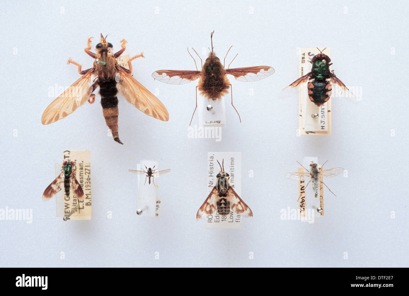 Brachyera Familie Exemplare Stockfoto