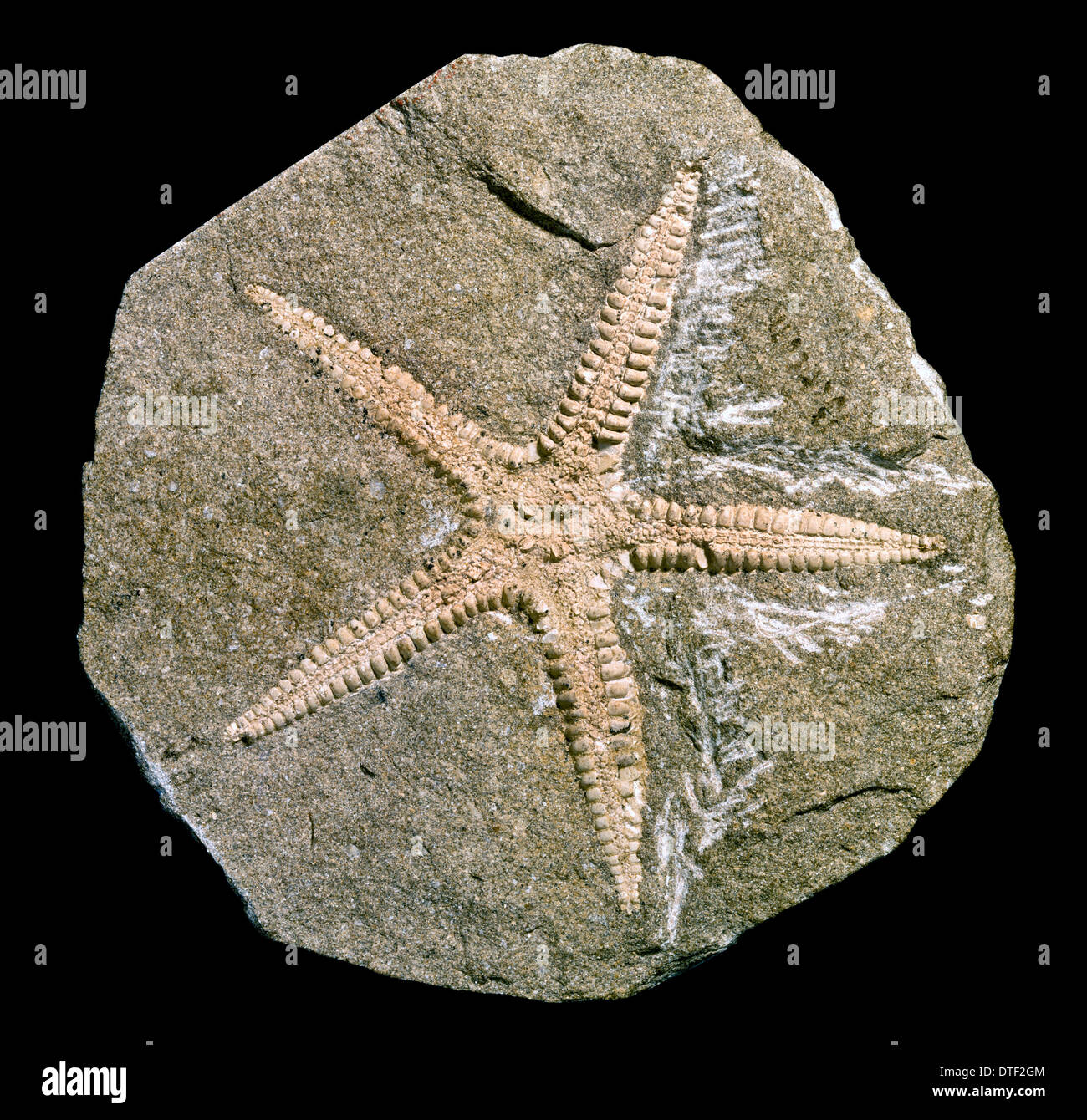 Archastropecten Cotteswoldiae, Seestern Stockfoto