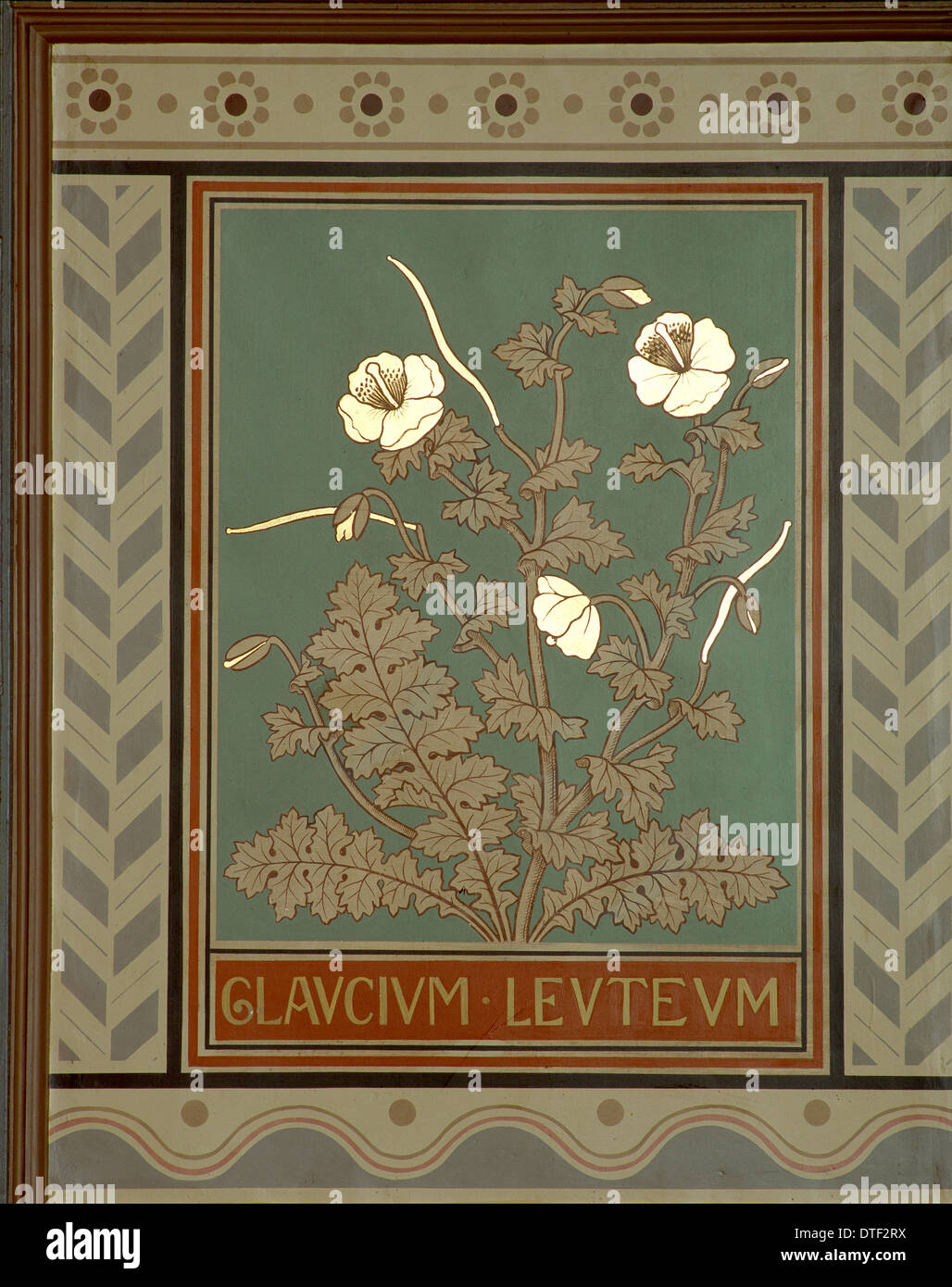 Glaucium Leuteum, gehörnte Mohn Stockfoto