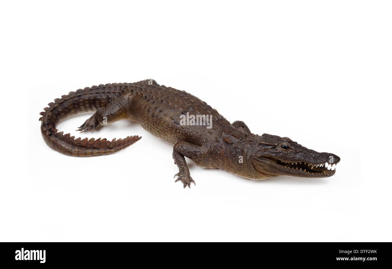 Montierten Exemplar von Crocodylus SP., Krokodil Stockfoto