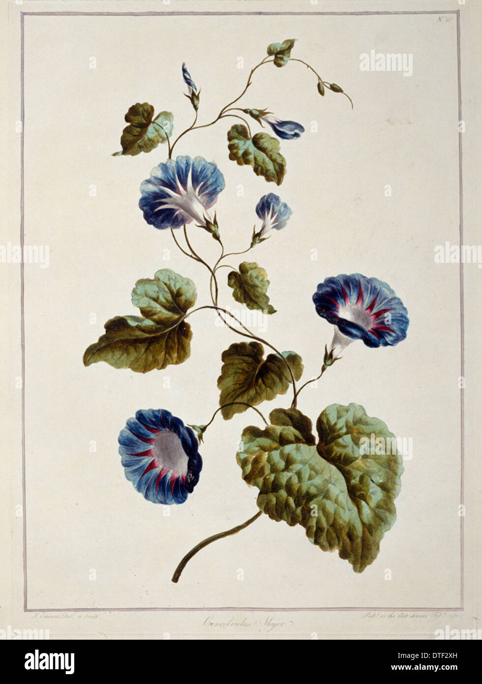Folio 9 aus einer Sammlung von Blumen von John Edwards Stockfoto