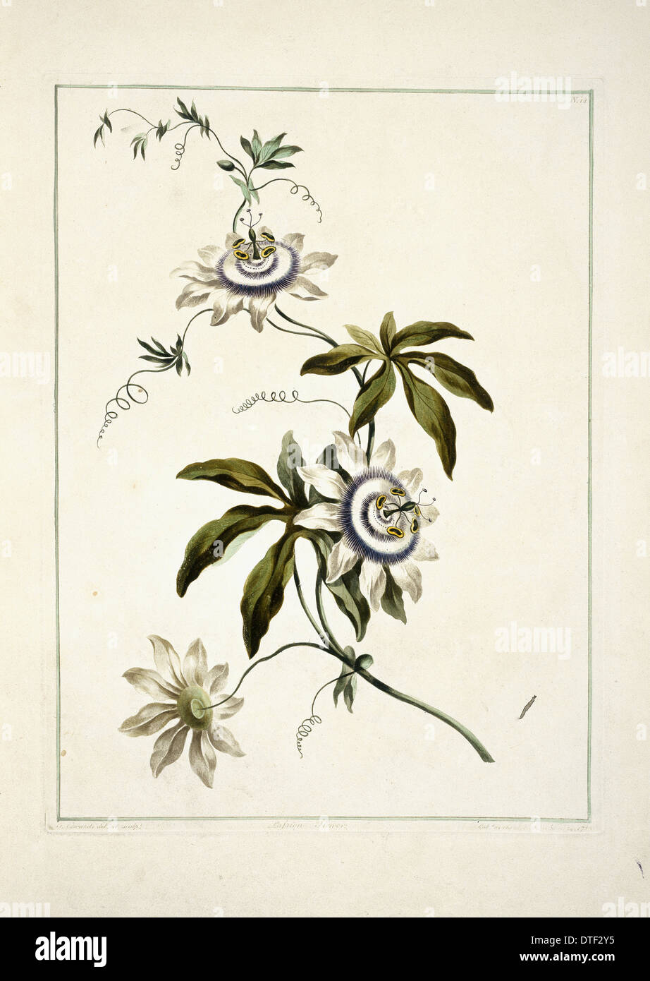 Folio 11 aus einer Sammlung von Blumen von John Edwards Stockfoto