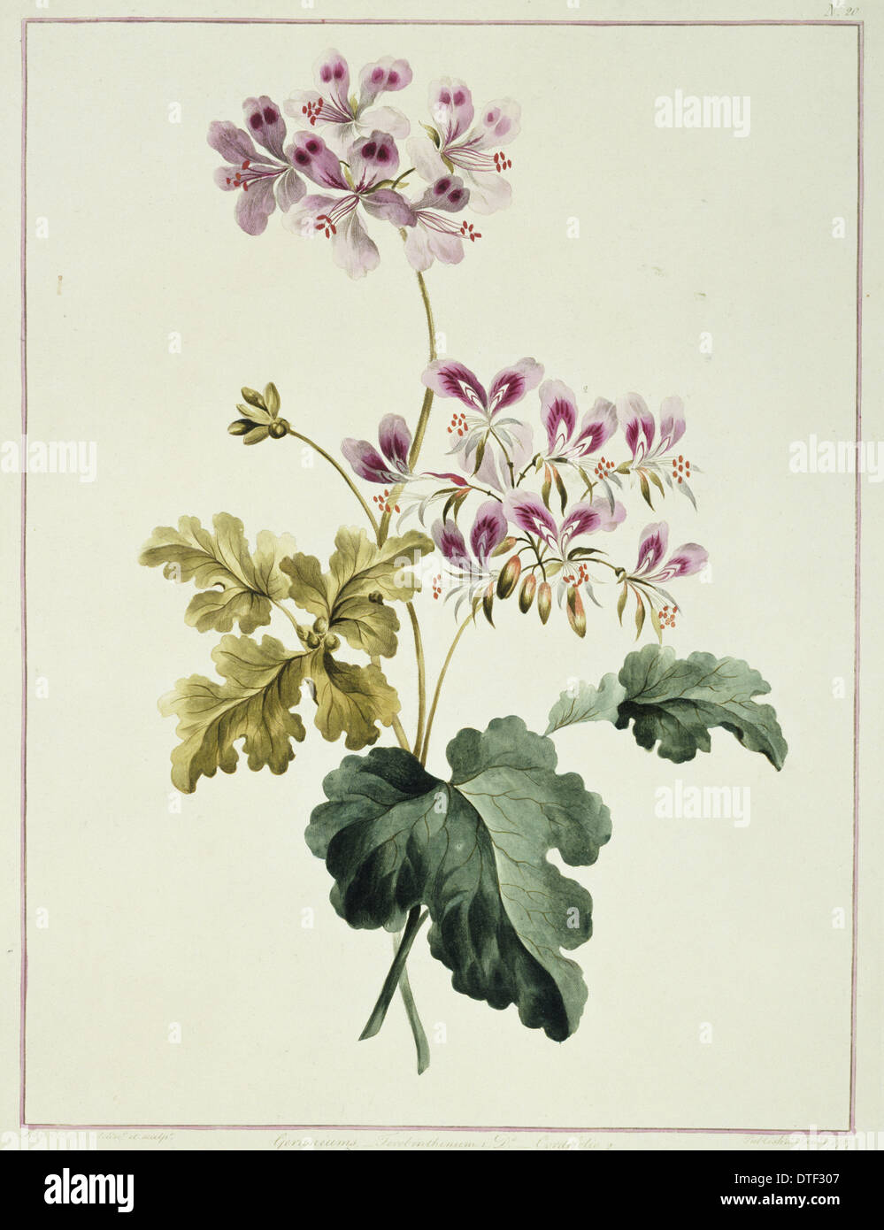 Folio 19 aus einer Sammlung von Blumen von John Edwards Stockfoto