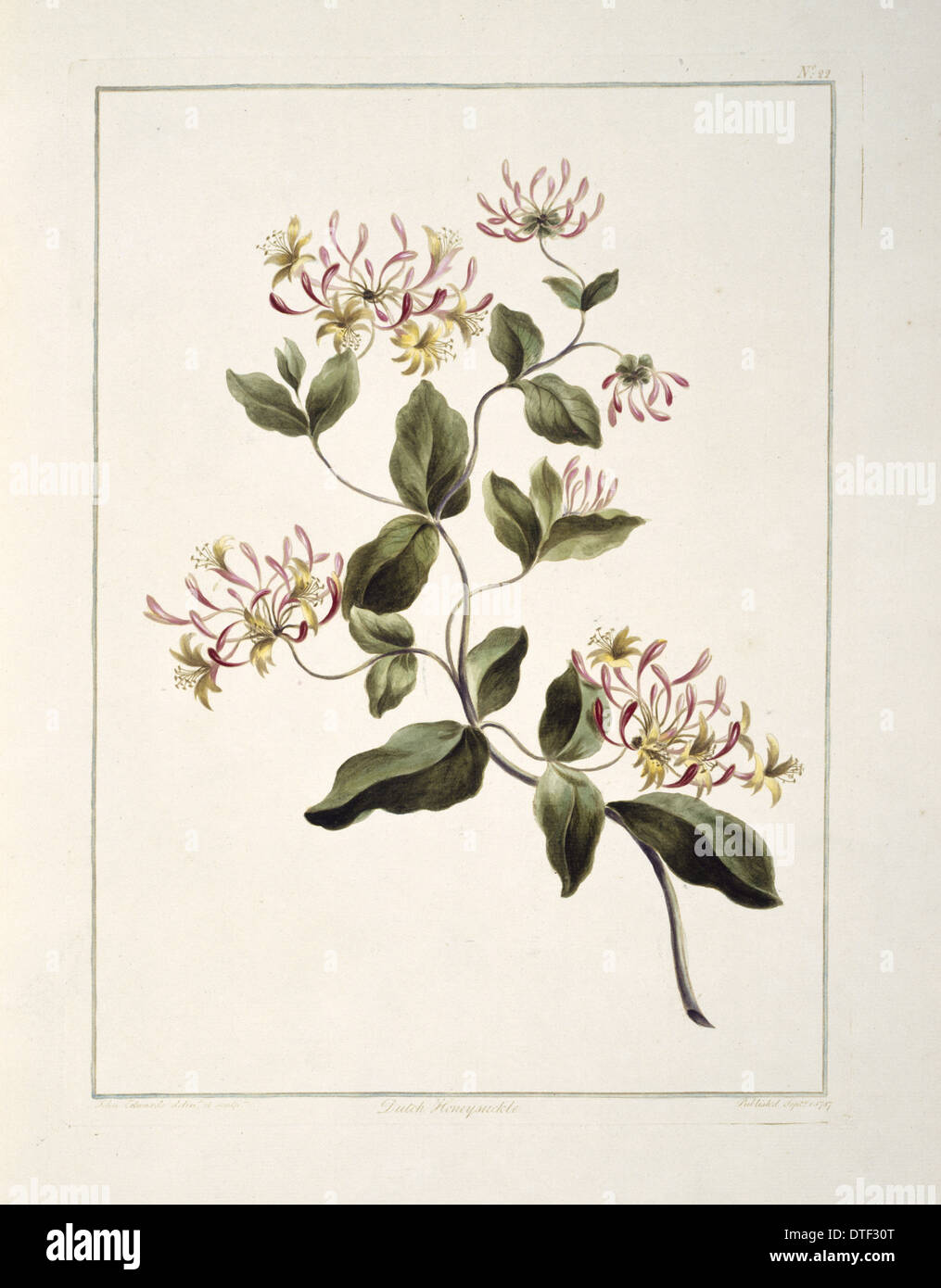 Lonicera Caprifolium, niederländische Geißblatt Stockfoto