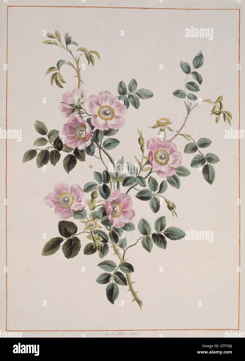 Rosa Rubiginosa, sweet Briar rose Stockfoto